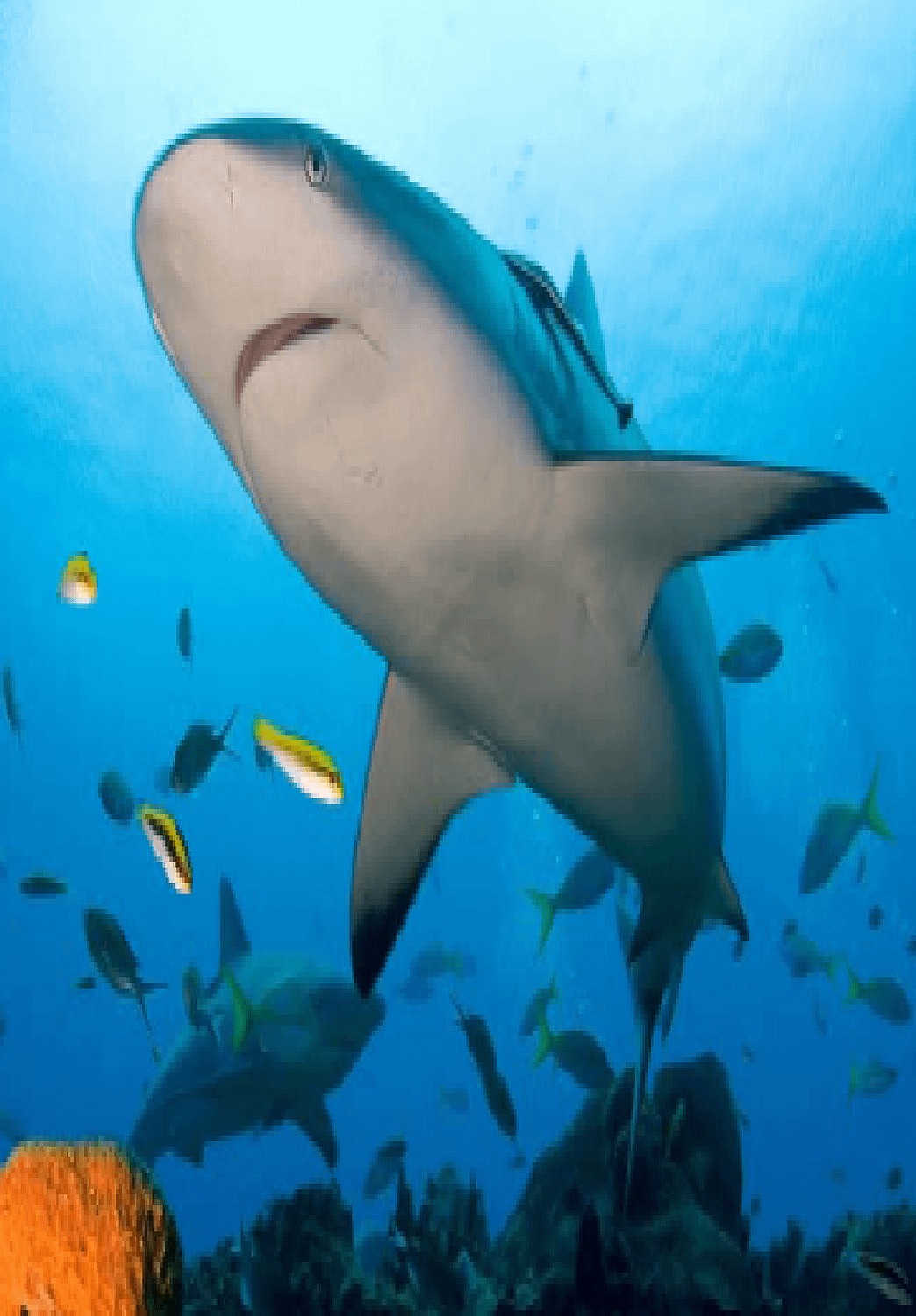 أسماك القرش مبادرة ض